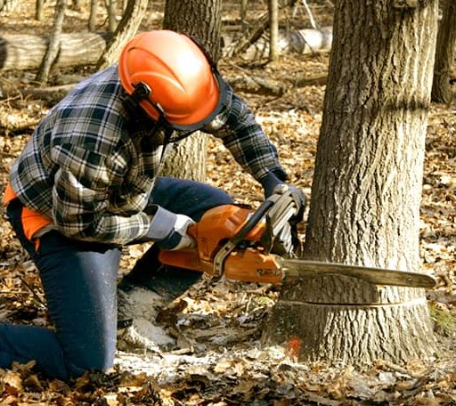 Tree Removal in Oaks, OK